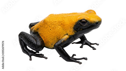 Bild auf Leinwand Poison dart frog with yellow back and black legs isolated on transparent backgro