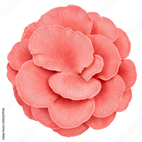 Pink Oyster Mushroom Caps Top View Isolated on White Background, Coral Cluster with Soft Rounded Texture