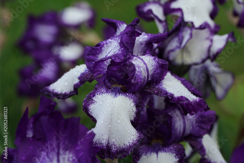Macro photograph of a tall bearded iris (Iris barbata-elatior) with raindrops.