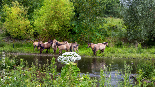 Konik horses in Molenplas protected area near Stevensweert, part of the Maas valley river park on the Netherlands Belgium border, designed for water storage and nature restoration