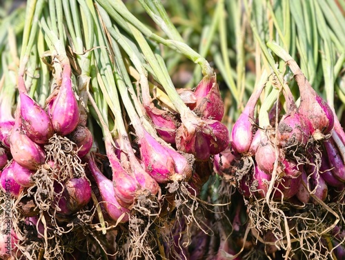 Фотография Close up view of freshly uprooted raw red shallots with green leaves and muddy roots, ideal for food blogging and farming themes