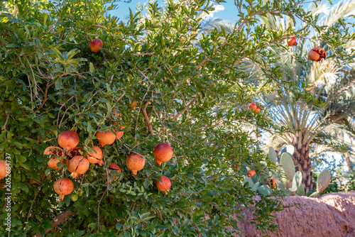 Pomegranate Trees Growing In Plantation In Morocco