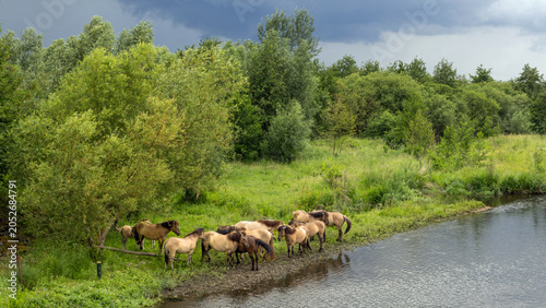 Konik horses in Molenplas protected area near Stevensweert, part of the Maas valley river park on the Netherlands Belgium border, designed for water storage and nature restoration