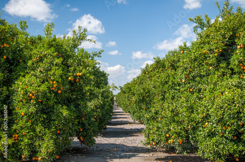 Road Between Orange Trees In California Orchard