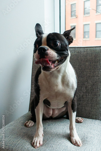 Boston Terrier dog smiling
