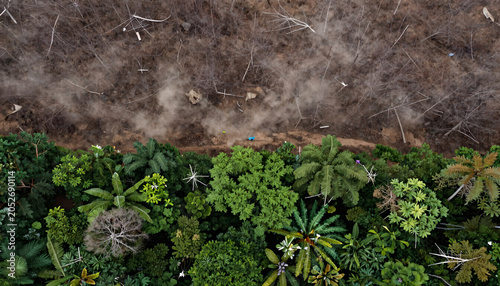 Aerial Split View of Deforestation and Lush Rainforest: Nature Contrast