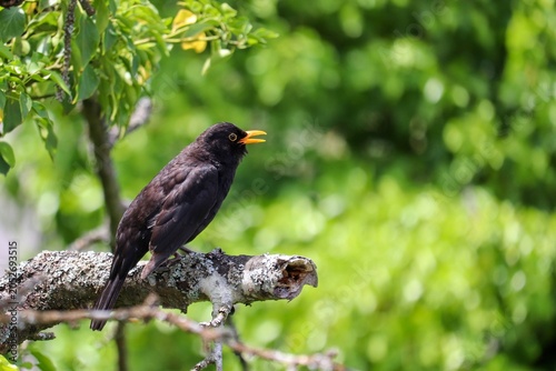Amsel sitzt singend im Kirschbaum