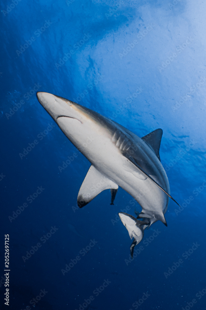 Fototapeta premium Oceanic Black Tip shark during a baited dive on Aliwal Shoal (Umkomaas) on the East Coast of South Africa in the Indian Ocean. Shot underwater close to the surface and with sunlight.
