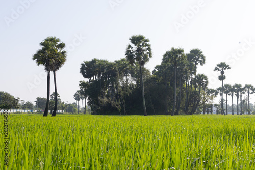 Dew on the grass in the sunny morning with beautiful plam trees in the background