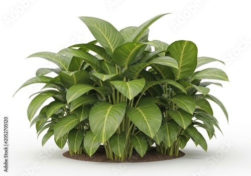 Lush green dieffenbachia plant in a pot isolated on white background leaves