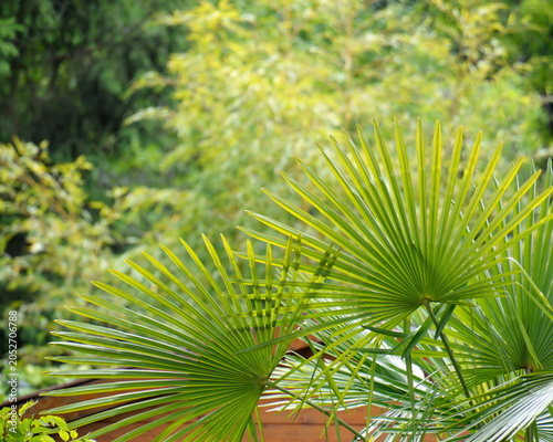 Tableau sur toile Details of palm fronds of a young tree of the palmae family ( specie ) focused o
