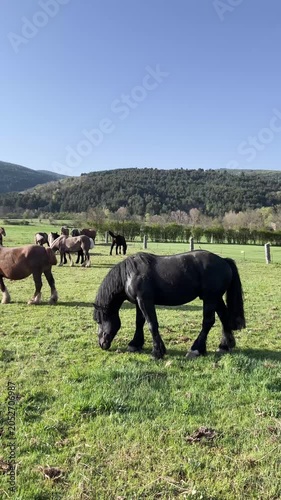 Black catalan horse grazing in a sunny pyrenean meadow