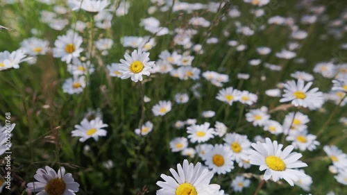 Colorful flowers over lush grass, Picturesque view of blooming daisies and vibrant greenery inviting outdoor relaxation