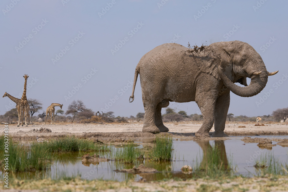 Obraz premium Large male African Elephant (Loxodonta africana) at a waterhole in Onguma Nature Reserve abutting Etosha National Park, Namibia