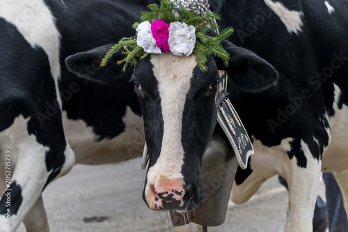 Quadro su tela Decorated dairy cows wearing traditional bells and floral crowns during the Desalpe festival in SWITZERLAND