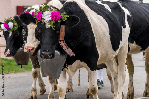 Foto Decorated dairy cows wearing traditional bells and floral crowns during the Desalpe festival in SWITZERLAND