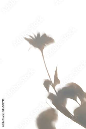 A flower's shadow projected onto a wall. The flower's shadow is superimposed on a PNG background.