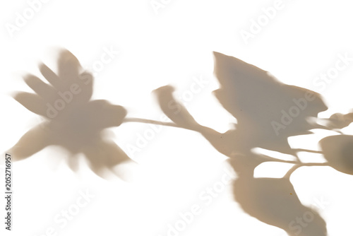 A plant's shadow projected onto a wall. The plant's shadow is superimposed on a PNG background.