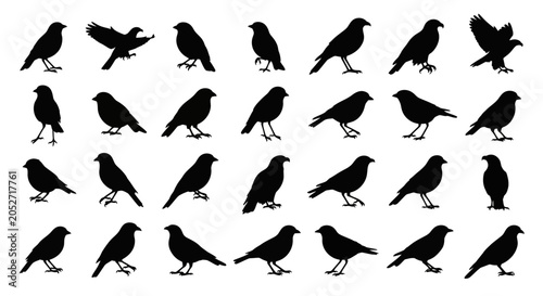 Bild auf Leinwand Collection of black bird silhouettes in various poses on white background detail