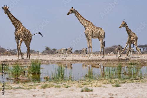 Foto Giraffe (Giraffa camelopardalis angolensis) drinking at a waterhole in Onguma Na