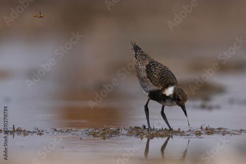 Fotografie Young Blacksmith Lapwing (Vanillas armature) feeding at a waterhole in Onguma Nature Reserve bordering Etosha National Park, Namibia