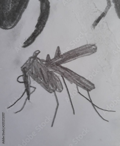 Mosquito sketch Mosquito pencil sketch, children's graphite drawing.