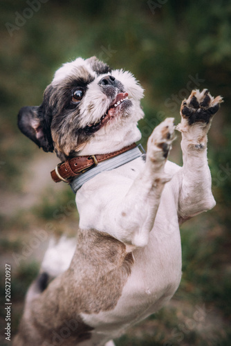 Cute Shih Tzu dog standing on its hind legs outdoors, creating a playful and expressive pet portrait in a natural setting.
