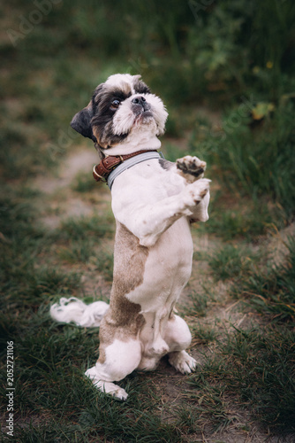 Cute small dog standing on its hind legs in a garden, creating a playful and charming pet portrait with a soft natural background.