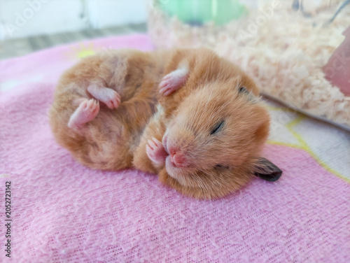 Cute orange hamster sleeping on its back with paws near face on pink blanket