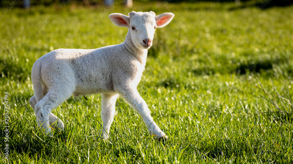 Fototapeta premium Young white lamb standing on green grass field in sunny afternoon light