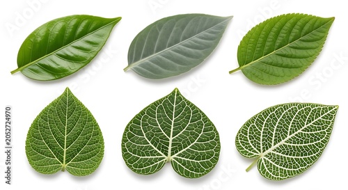 Set of six different leaf illustrations with detailed veins