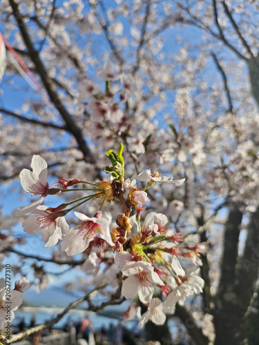 Blossom branch in spring sunlight with white flower and blue sky background