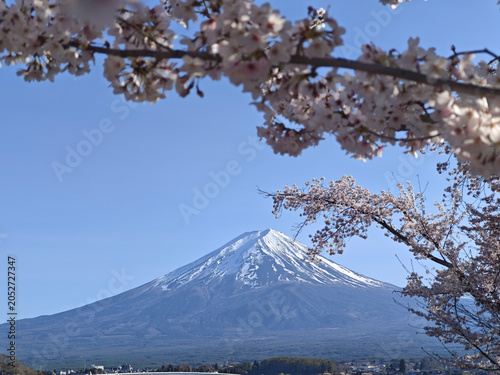 Snow Fuji mountain cherry blossom blue sky spring season scenic landscape Fuji mountain peak snowy summit flowering branch natural beauty clear day