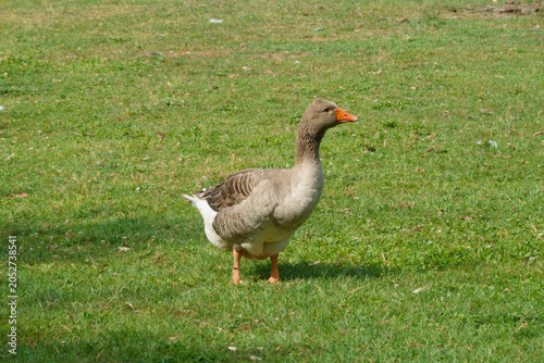 anatra,oca,fauna