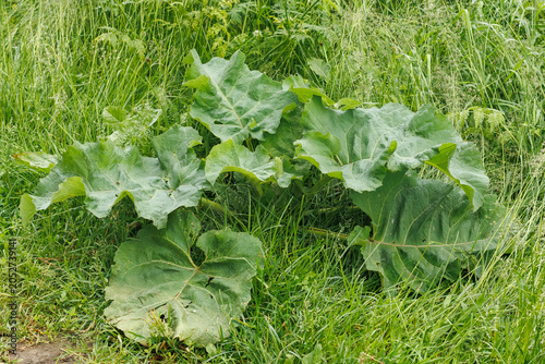 Photography Large green burdock leaves growing in dense wild grass on a meadow