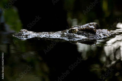 Close up crocodile is show head in river