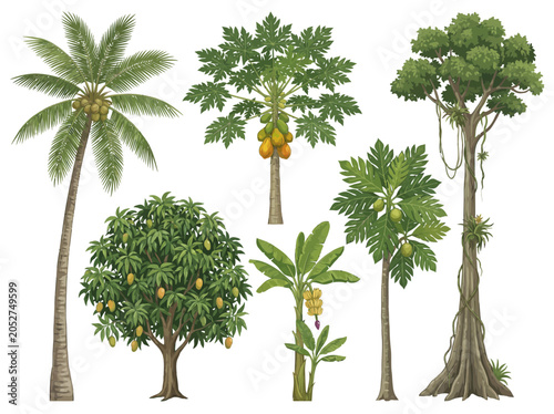 Detailed vector graphic illustration featuring a diverse collection of tropical fruit trees including palm papaya mango and banana plants set against a clean white isolated background