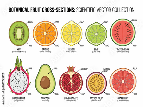 Detailed botanical cross section vector illustration showing various colorful exotic fruits with clear scientific labels identifying pulp rind seeds and endocarp for educational biology study purposes