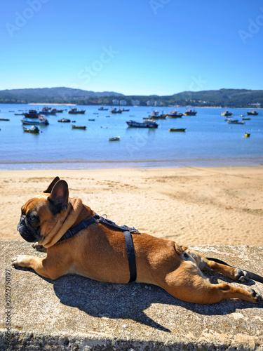 Pet friendly travel concept, adorable frenchie puppy relaxing on a coastal wall at sunny day.
