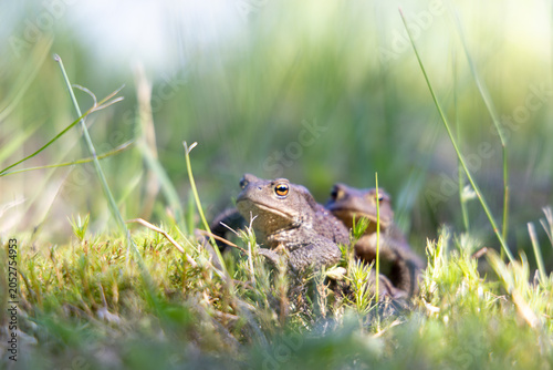 Bild auf Leinwand toads in the grass