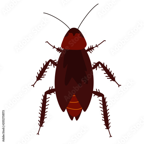 Illustration of a Cockroach