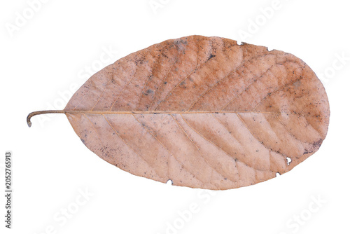 Картината върху платно Dry brown leaf transparent background Element