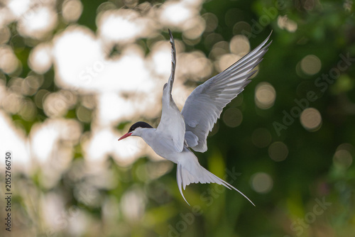 Arctic tern aerobatics