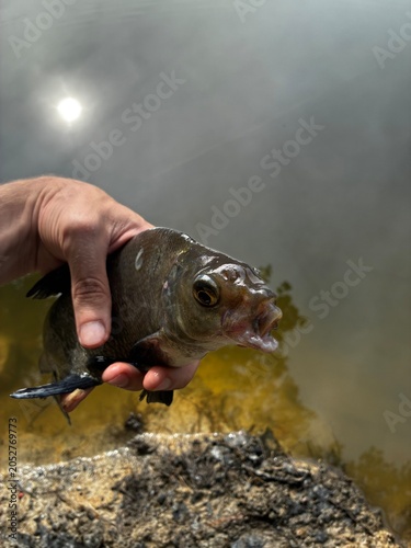 Konstfotografi Fisherman holding a freshly caught Common Bream (Abramis brama) above a lake