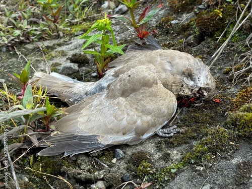 Deceased Eurasian Collared Dove (Streptopelia decaocto) on the ground being scavenged by firebugs (Pyrrhocoris apterus), life cycle