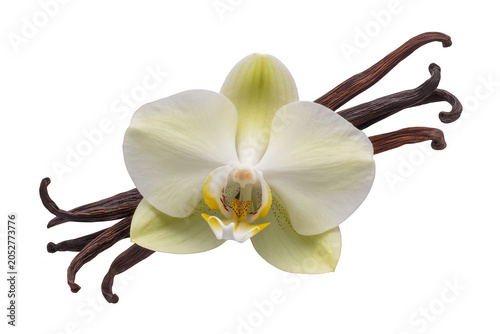 A single white vanilla orchid flower with a yellow center, positioned horizontally with two dried black vanilla beans on a black background
