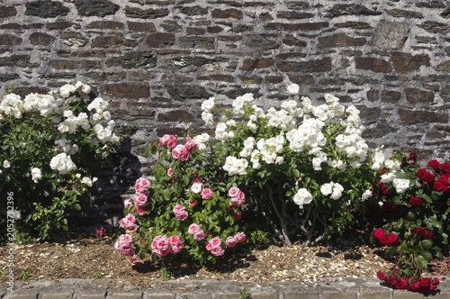 Les roses de la gare routière de Le Palais