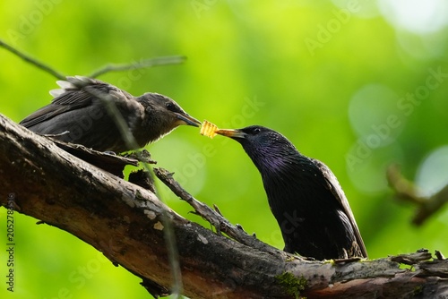 Foto A starling fledgling asks food