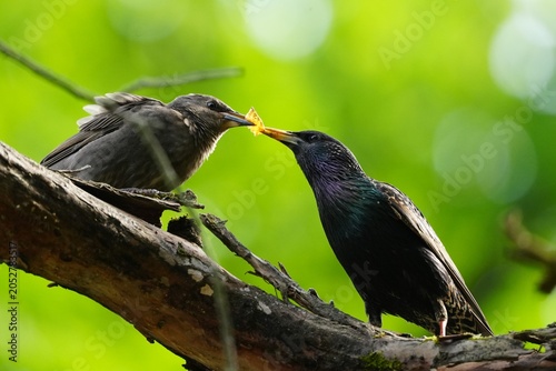Foto A starling fledgling asks food