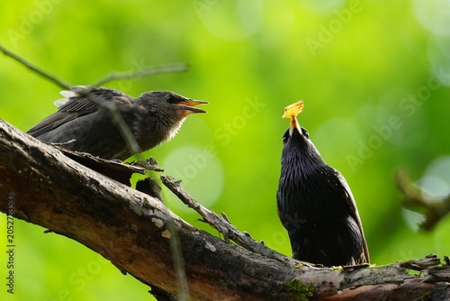 Bild auf Leinwand A starling fledgling asks food